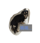 dachshund-Strawberry（個別スタンプ：17）