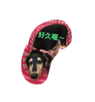 dachshund-Strawberry（個別スタンプ：18）