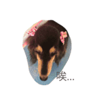 dachshund-Strawberry（個別スタンプ：19）