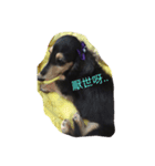 dachshund-Strawberry（個別スタンプ：20）