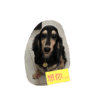 dachshund-Strawberry（個別スタンプ：21）