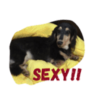 dachshund-Strawberry（個別スタンプ：24）