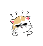 the swagger cat（個別スタンプ：14）