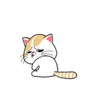 the swagger cat（個別スタンプ：17）