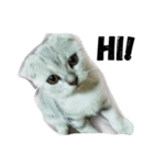 my cat star people（個別スタンプ：1）