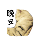 my cat star people（個別スタンプ：3）