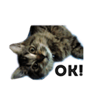 my cat star people（個別スタンプ：4）