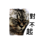 my cat star people（個別スタンプ：6）