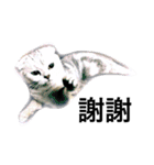 my cat star people（個別スタンプ：7）