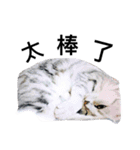 my cat star people（個別スタンプ：10）