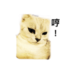 my cat star people（個別スタンプ：15）