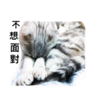 my cat star people（個別スタンプ：16）