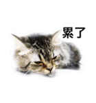 my cat star people（個別スタンプ：17）