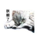 my cat star people（個別スタンプ：18）