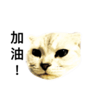 my cat star people（個別スタンプ：20）