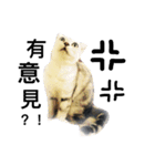my cat star people（個別スタンプ：24）
