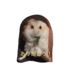 ハムと一緒！（個別スタンプ：3）