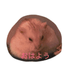 ハムと一緒！（個別スタンプ：5）