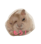 ハムと一緒！（個別スタンプ：9）