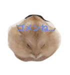 ハムと一緒！（個別スタンプ：10）