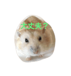 ハムと一緒！（個別スタンプ：12）