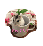 ハムと一緒！（個別スタンプ：21）
