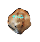 ハムと一緒！（個別スタンプ：24）