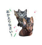アムスター（個別スタンプ：7）