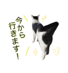 アムスター（個別スタンプ：9）
