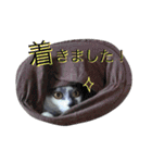 アムスター（個別スタンプ：10）