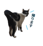 アムスター（個別スタンプ：11）