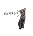 アムスター（個別スタンプ：13）