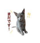 アムスター（個別スタンプ：14）