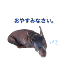 アムスター（個別スタンプ：15）