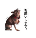 アムスター（個別スタンプ：16）