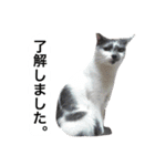 アムスター（個別スタンプ：17）