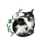 アムスター（個別スタンプ：18）