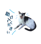 アムスター（個別スタンプ：21）