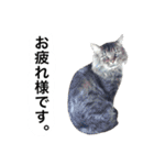 アムスター（個別スタンプ：24）