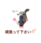 アムスター（個別スタンプ：27）