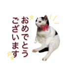 アムスター（個別スタンプ：34）