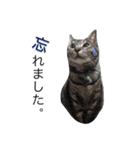 アムスター（個別スタンプ：35）
