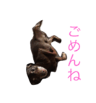 家のケルベロス（個別スタンプ：11）