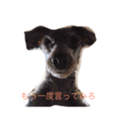 家のケルベロス（個別スタンプ：14）
