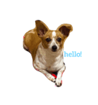 ベッキー犬（個別スタンプ：1）