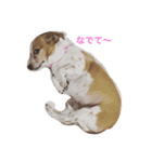ベッキー犬（個別スタンプ：2）