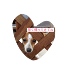 ベッキー犬（個別スタンプ：3）