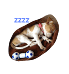 ベッキー犬（個別スタンプ：4）