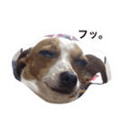 ベッキー犬（個別スタンプ：5）