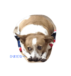 ベッキー犬（個別スタンプ：6）